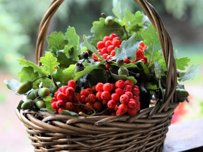 ritae-fruits-5552235_1920